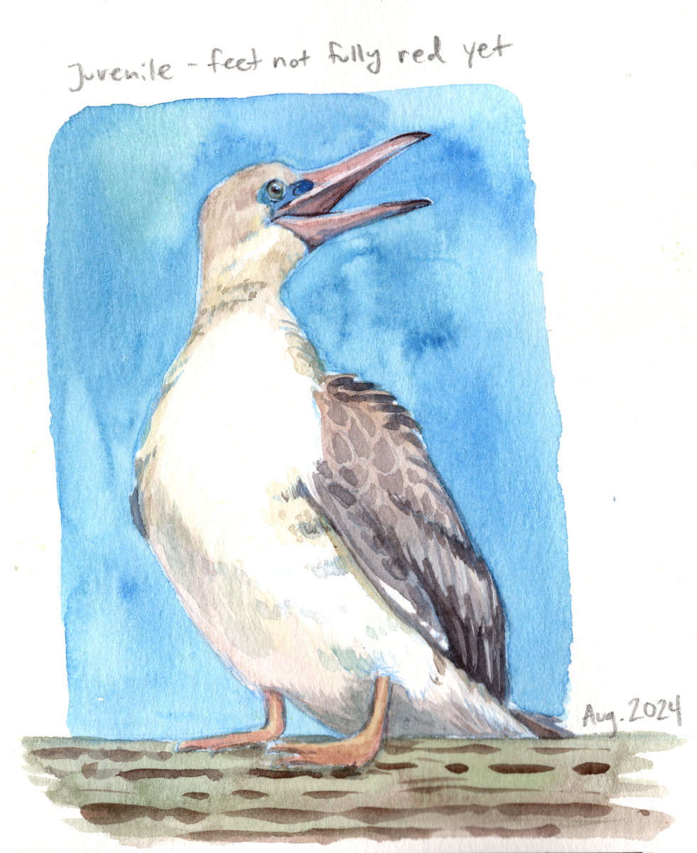 2024%20August%20Red%20Footed%20Booby%20cropped.png