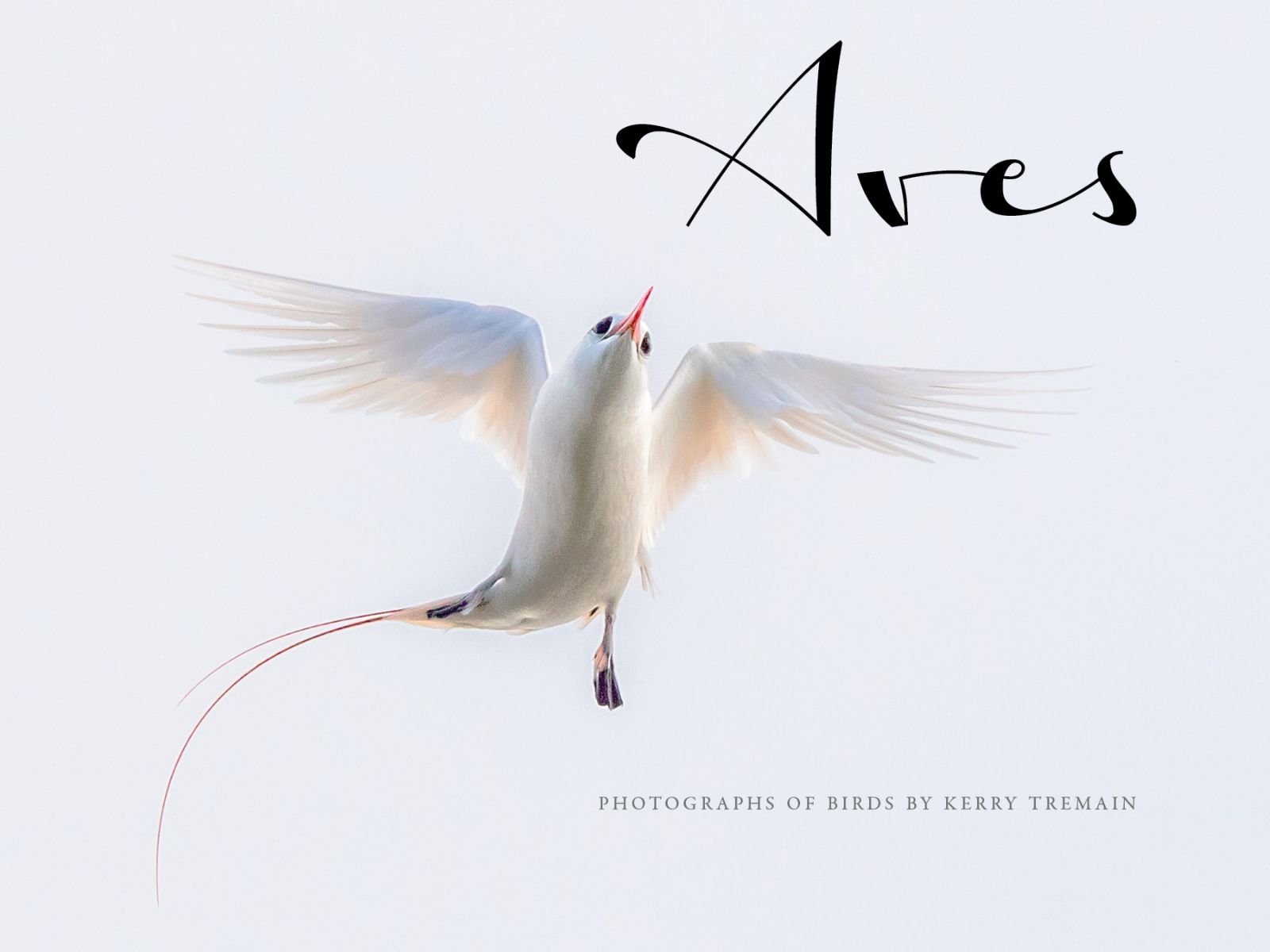 Aves_cover.jpg