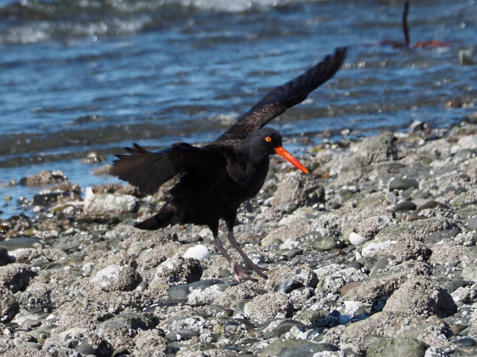Black%20Oystercatcher.jpeg
