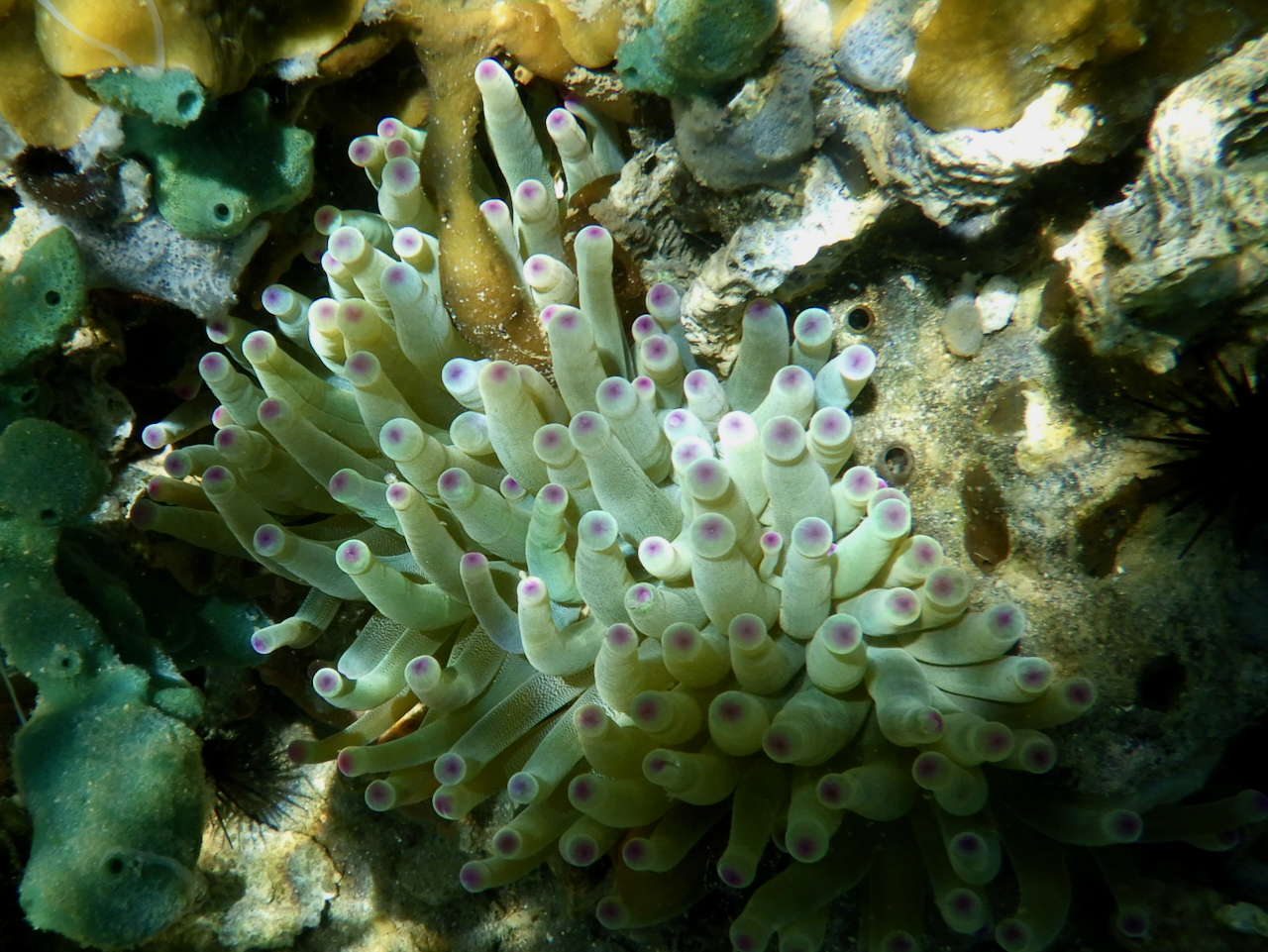 Giant%20Anemone%20(Condylactis%20gigantea).jpeg