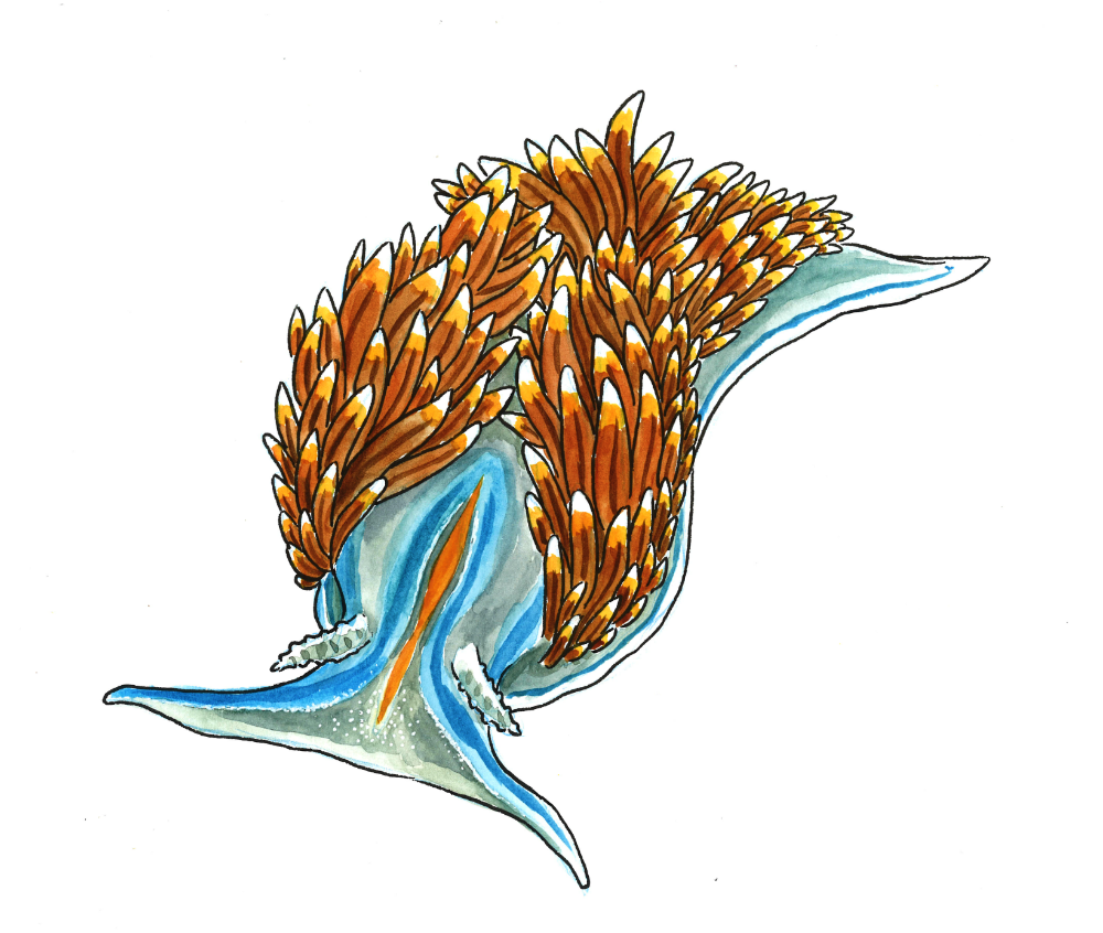 Horned%20Nudibranch%202016.png