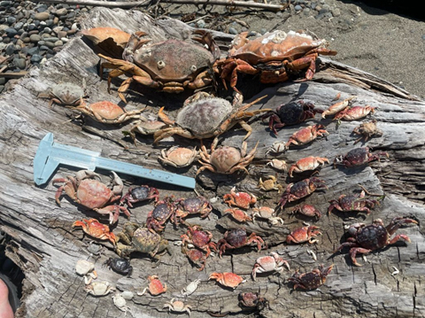 Molt%20search%20collection.jpg