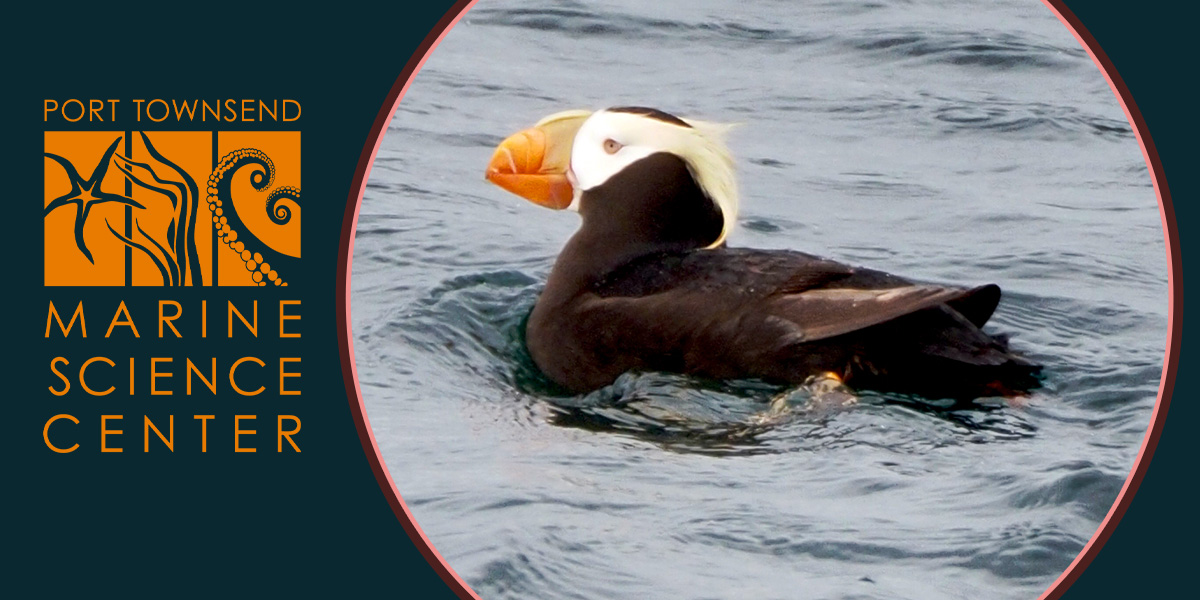 Tufted Puffin (Fratercula cirrhata)