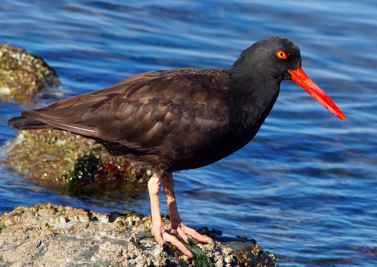 Orange%2012%20Black%20Oystercatcher.jpeg