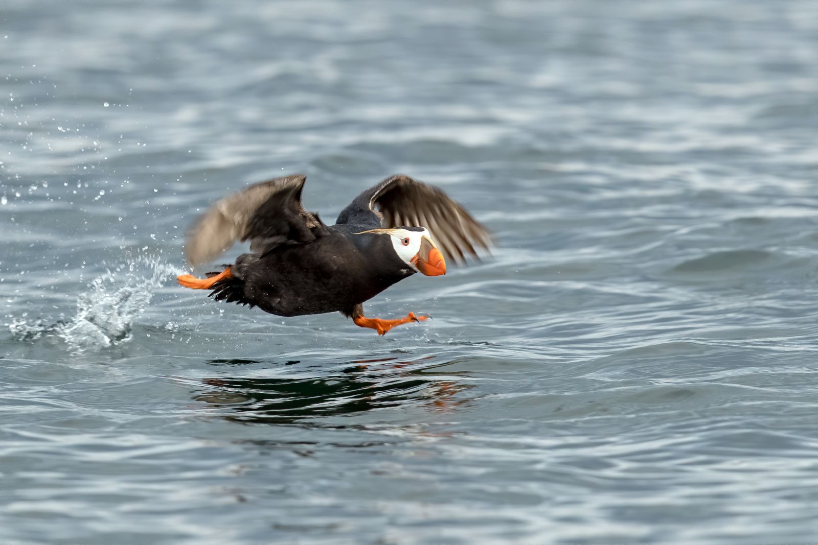 Puffin%2C%20Tufted%20flight%20-%20Mick%20Thompson%20-%20Flickr.jpg