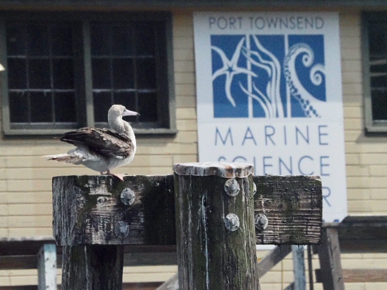 Red-footed%20Booby%20at%20PTMSC.jpeg