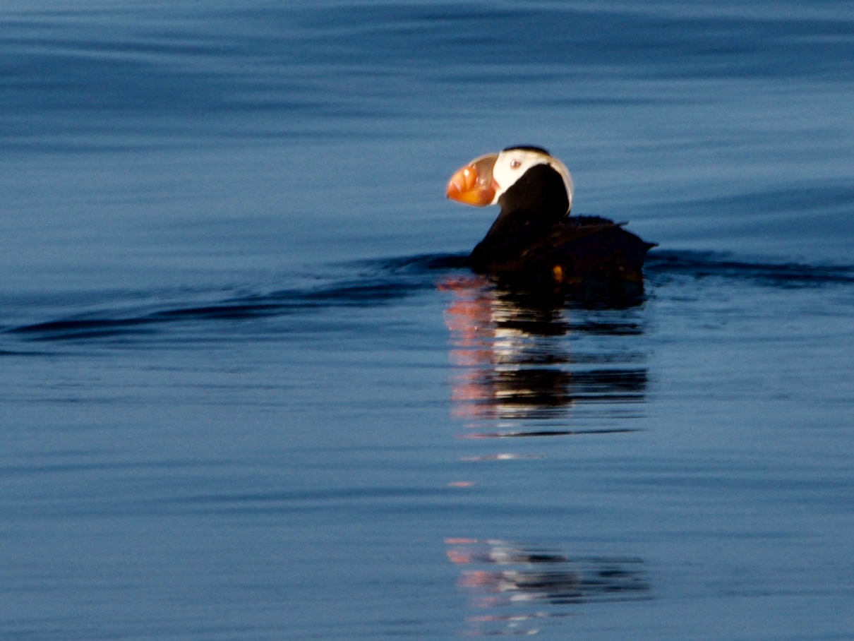 Tufted%20Puffin.jpg