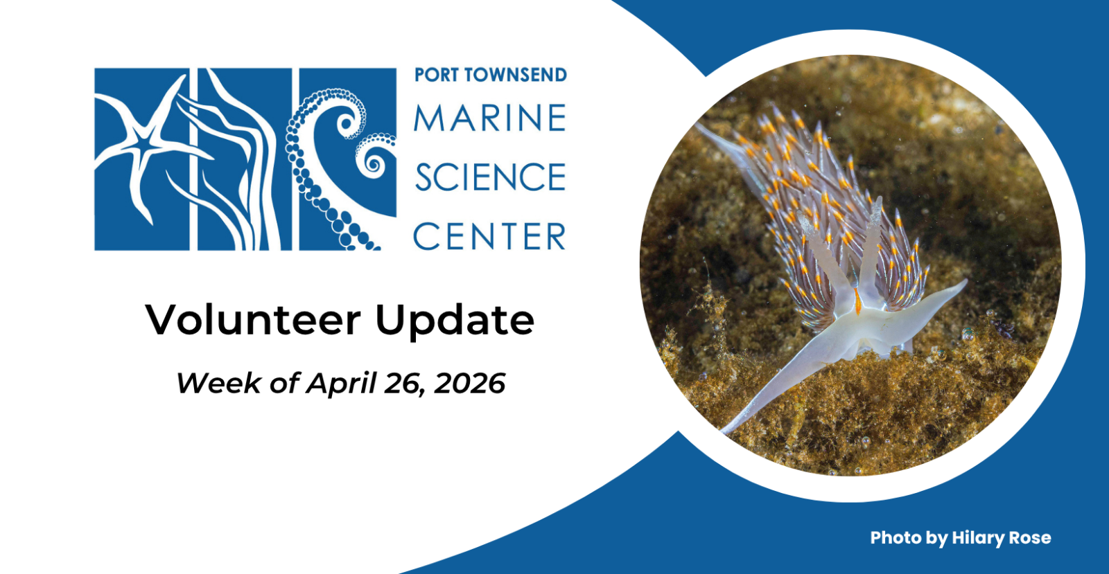 Volunteer%20Update%20(1640%20x%20850%20px)%20(17)(1).png