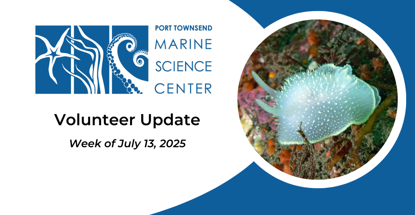Volunteer%20Update%20(1640%20x%20850%20px)%20(18).png