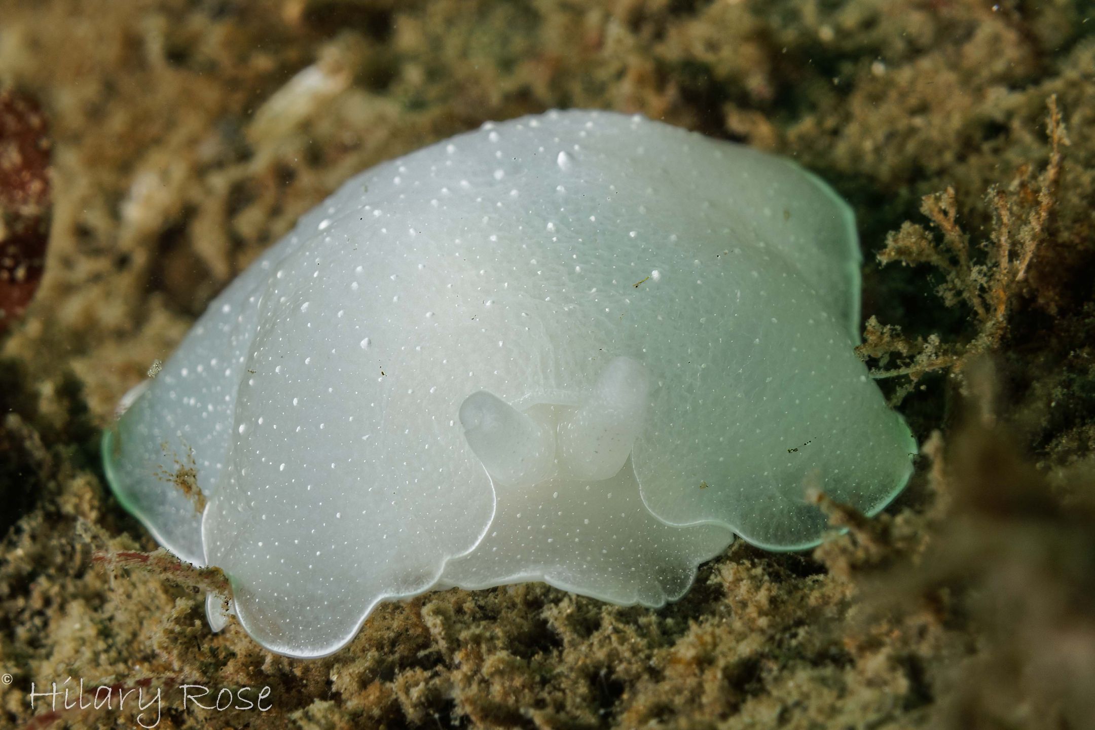 White%20Berthella_.jpg