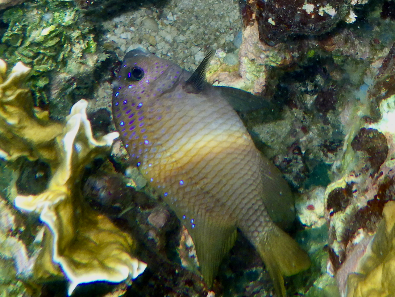 Yellowtail%20Damselfish%20(Microspathodon%20chrysurus).jpeg