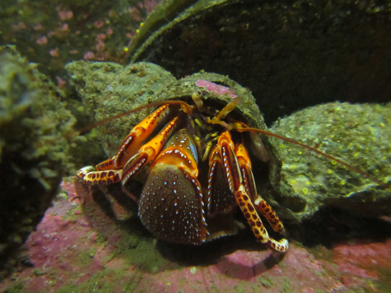 aquarium-widehand-hermit-crab-ali-redman.JPG