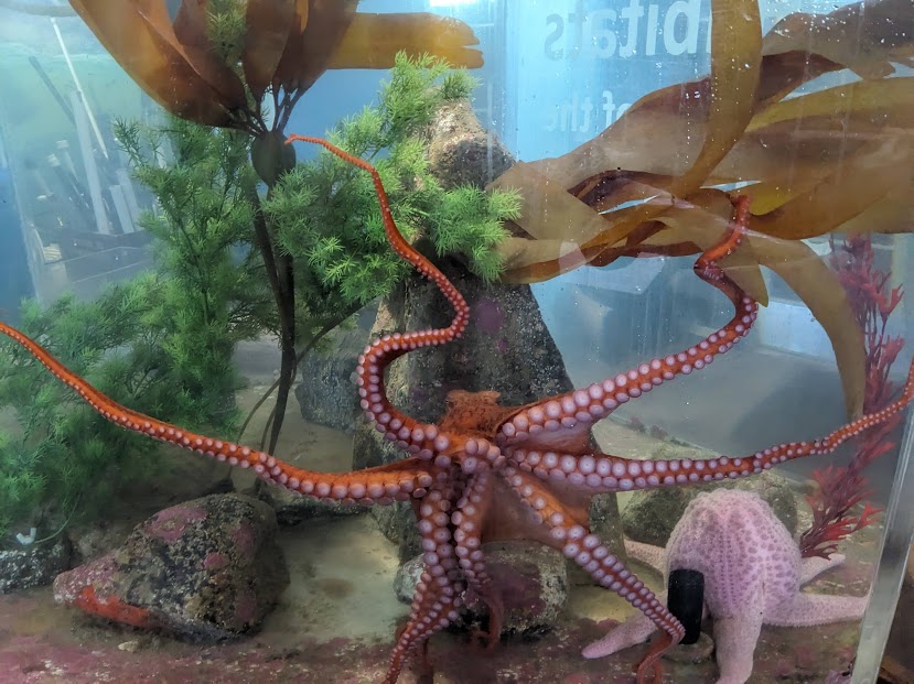 kakantu-octopus-pinky-seastar-2024-2-4-ali-redman.jpg