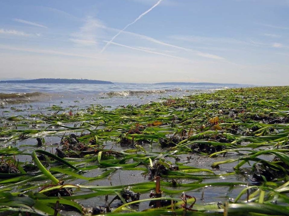 kelp-beds.jpg