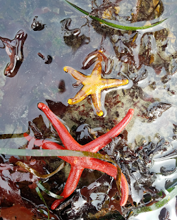 low-tide-walk-2.png