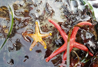 low-tide-walk-sea-stars-wendy-feltham.jpg