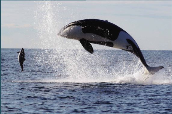 orca%20with%20seal.JPG