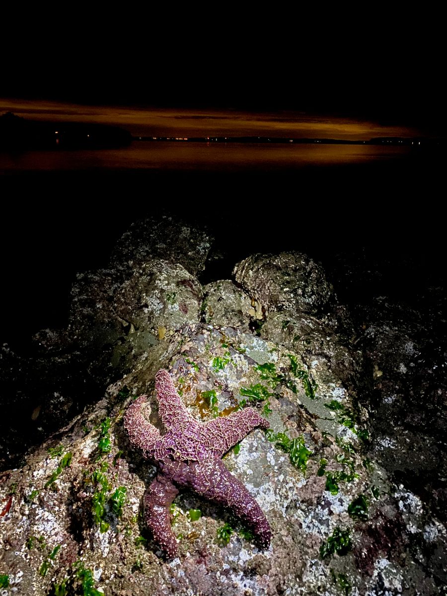sea%20star%20at%20night%20by%20Betsy%20Carlson.jpeg